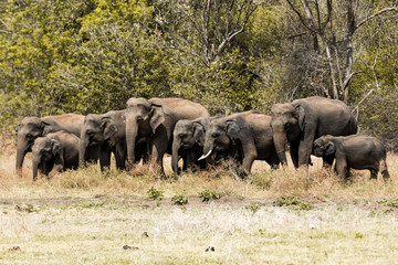 herd of elephants