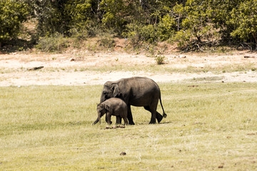 elephant in Sri Lanka 
