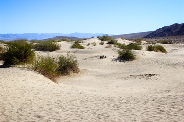 Sand dune Death Valley