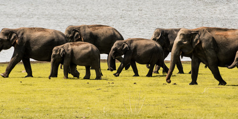 Fototapeta na wymiar Elephants in Sri Lanka 