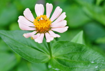 Obraz premium Zinnia elegant flower. beautiful flower in garden background.