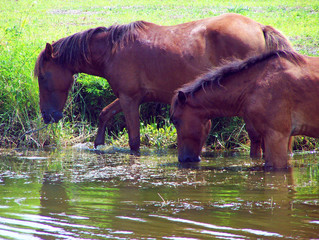 Corolla Wild Horses in Water