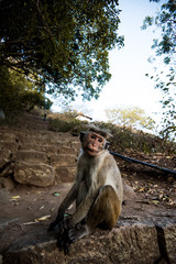 Monkey in Sri Lanka 