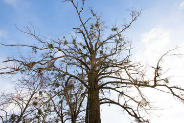 Fototapeta na wymiar Mistletoe growing on the branches of a tree