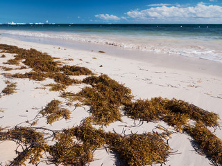 Tropical beach with sargassum algae