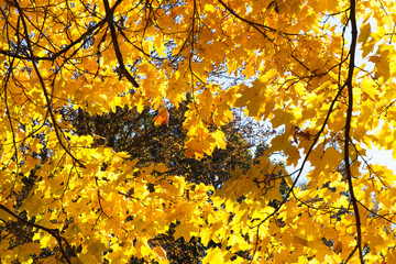 Yellow Maple nostalgia