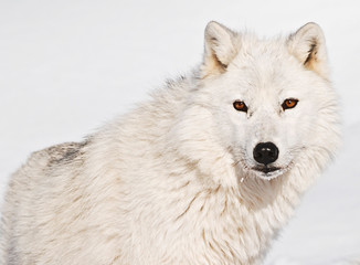 Obraz na płótnie Canvas loup blanc
