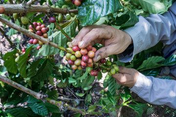 Naklejka na ściany i meble Farmer was harvesting or picking coffee berries with hands