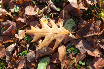 Fallen leaf oak forest.