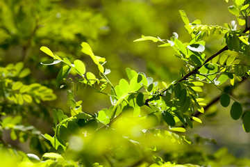 Fototapeta na wymiar young leaf shrub