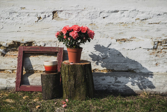Spring composition.Pink flowers in a pot on the background of the wall of the house.Plant with frame on the background of a wooden white wall.Sunny and warm photo.Azalea