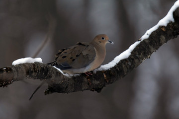 Evening Mouring Dove