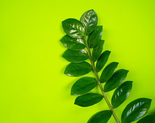 Zamioculcas home flower of green color. lime background.