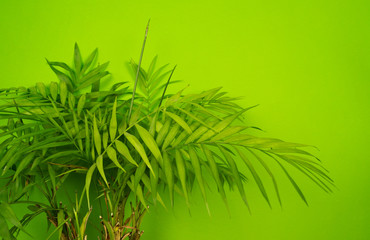 Palm home flower of green color. Light green background.