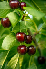 Regina Cherries