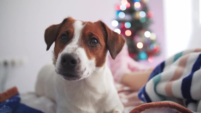 Cute Jack Russel terrier indoors with Christmas tree background
