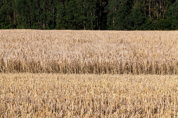 Fototapeta premium Harvesting field