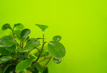 Peperomia home flower of green color. lime background.