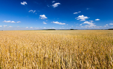 Naklejka premium Landscape wheat golden