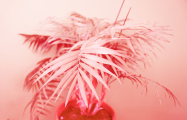 Fototapeta premium Palm home flower of coral color. Pink background.