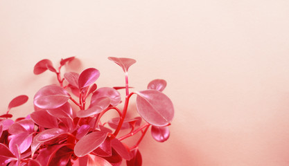 Peperomia home flower of coral color. Pink background.