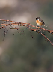 Saxicola rubicola (Cartaxo-comum) male songbird at winter in Braga, Portugal.