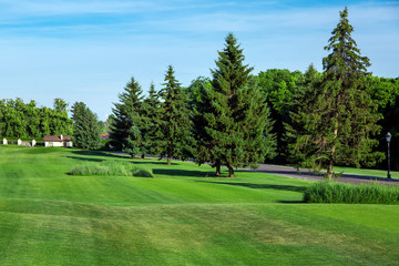 hilly landscape with a lawn on a sunny day in the background pine trees against the blue sky.