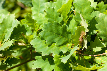 Green forest oak ecology