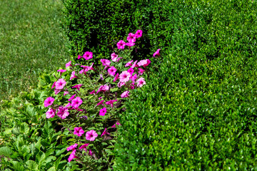 Pink flower with flowering in a flowerbed with a lawn and hedges from boxwood bushes on a sunny summer day.