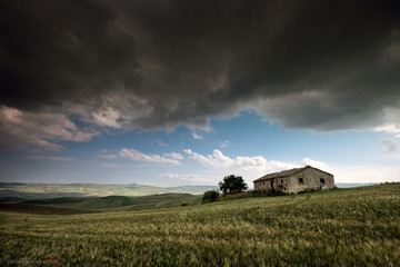 CAMPI DI GRANO