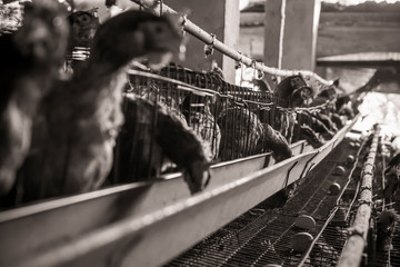 chicken, egg, farm, grocery store, agriculture, cage free chicken © JoelandAndrea