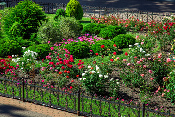 Fototapeta na wymiar flowerbed with landscaping bush roses with buds and evergreen round bushes behind a black iron fence.