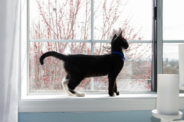 Young black and white cat looking out the window