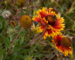 bee on yellow flower