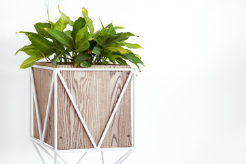 square wooden box with white steel frame pot for deciduous plants on a white background with copy space.