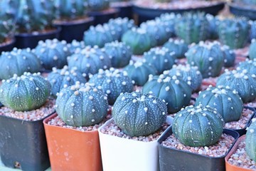 Beautiful cactus for sell