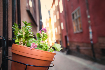 Fototapeta na wymiar Streets decorated with flowers in pot in Tallinn