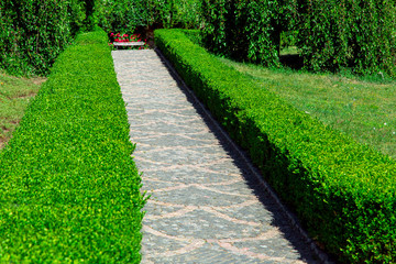 boxwood hedge from the deciduous bushes a green area in the garden with a stone pavement from the paving stones.