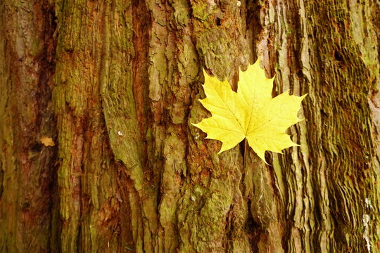 Ahornblatt