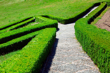 A stone path for pedestrian walks among boxwood of a green hedge on a sunny day.