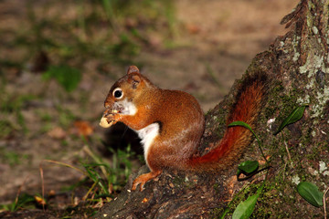 Red squirrel sat against tree