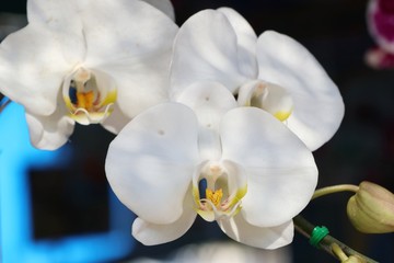 Fototapeta na wymiar orchid flower in tropical