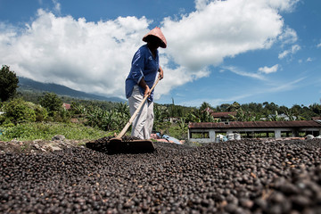 A Farmer is drying coffee beans with naturally process.