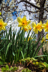 Fototapeta premium Spring Daffodils