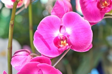pink orchid flower in tropical
