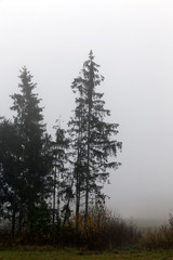 Silhouette autumn spruce