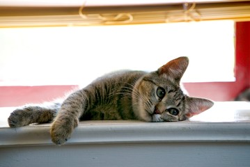 Beautiful Kitten laying on a window sill on a summer day