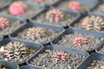 Beautiful cactus for sell