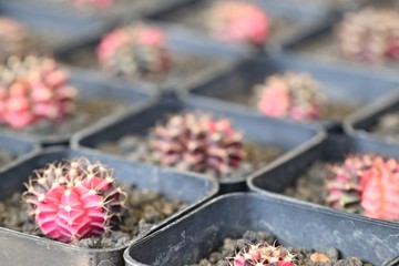 Beautiful cactus for sell