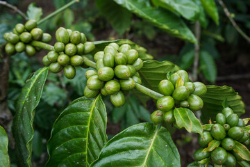 fresh green Coffee Berries